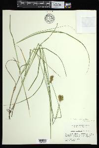 Carex bebbii image