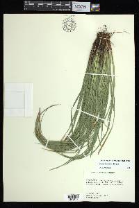 Carex basiantha image