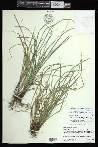 Carex basiantha image