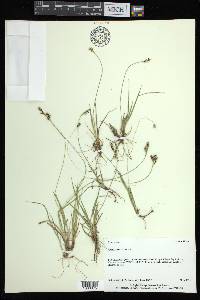 Carex bicolor image