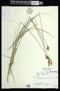 Carex bicknellii image