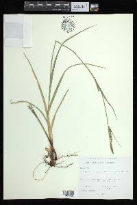 Carex biltmoreana image