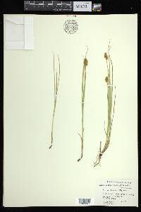 Carex bebbii image