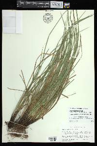 Carex basiantha image