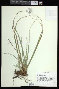 Carex baltzellii image