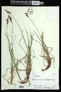 Carex bigelowii image