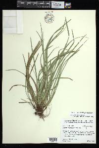 Carex basiantha image