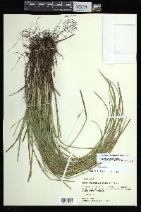 Carex basiantha image