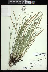 Carex basiantha image