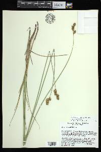 Carex bicknellii image