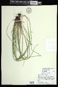 Carex basiantha image