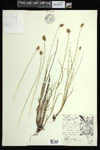 Carex bebbii image