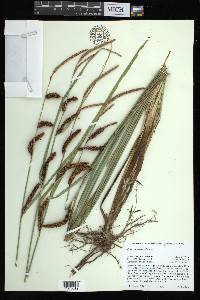 Carex barbarae image