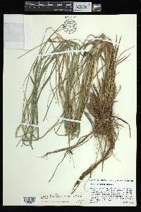 Carex biltmoreana image