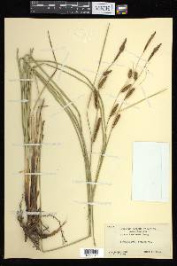 Carex barbarae image