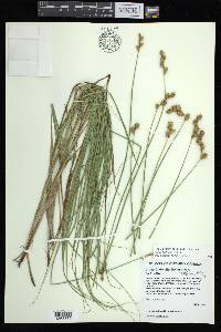 Carex bicknellii image