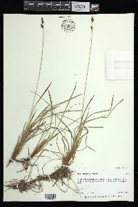 Carex bigelowii image