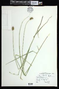 Carex bebbii image