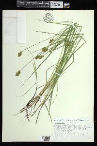 Carex bebbii image