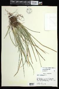 Carex basiantha image