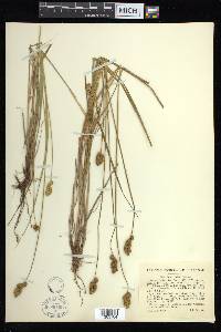 Carex bebbii image