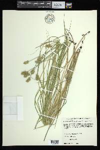 Carex bebbii image