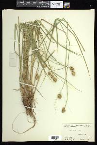 Carex bebbii image