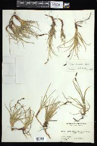 Carex bigelowii image