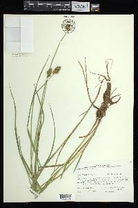 Carex bebbii image