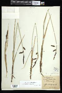 Carex barrattii image