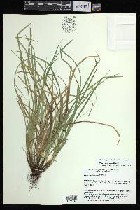 Carex basiantha image