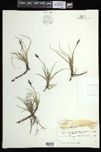 Carex bigelowii subsp. bigelowii image