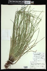 Carex basiantha image