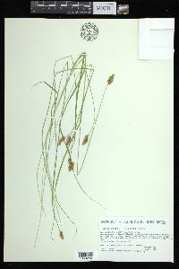 Carex bebbii image