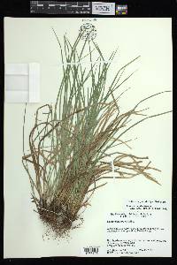 Carex basiantha image