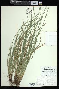 Carex basiantha image