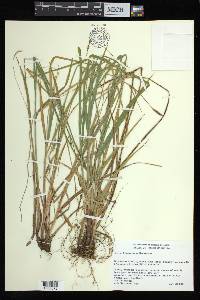 Carex biltmoreana image