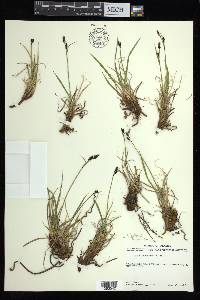 Carex bigelowii subsp. lugens image