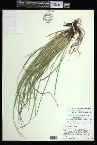 Carex basiantha image