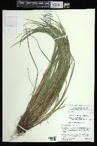 Carex basiantha image