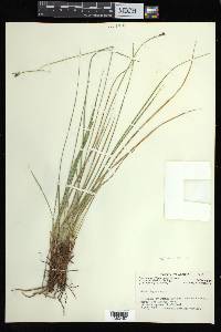 Carex bigelowii subsp. lugens image