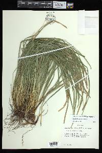 Carex basiantha image