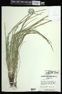 Carex basiantha image