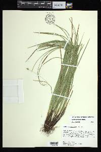 Carex basiantha image