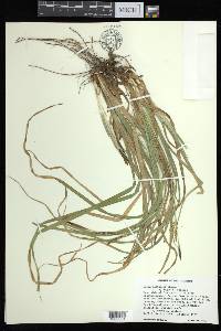 Carex baltzellii image