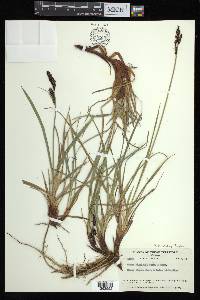 Carex bigelowii image