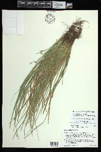 Carex basiantha image