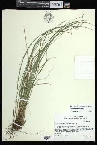 Carex basiantha image