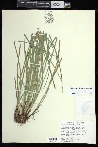 Carex basiantha image