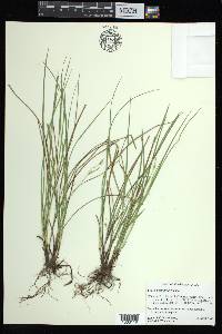 Carex basiantha image